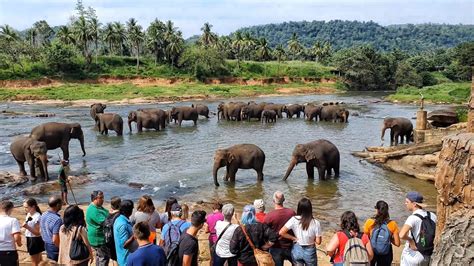 Sri Lanka Pinnawala Elephant Orphanage (4K) - YouTube