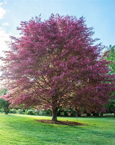 Tricolor Beech (Fagus sylvatica ‘Purpurea tricolor’ or ‘Roseo-Marginata’) - Revolutionary Gardens