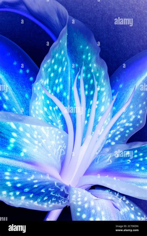 Stargazer lily hi-res stock photography and images - Alamy