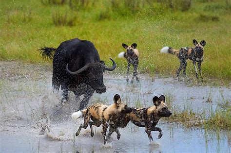 Okavango Delta - WorldAtlas