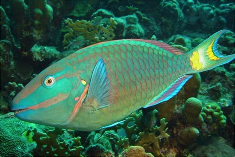 Information about parrotfish Sustainable Management, Parrot Fish, Fish ...