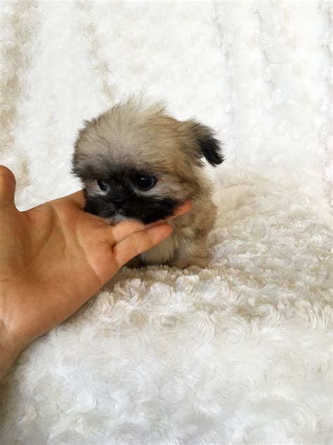 Micro Teacup Puppy Teddy bear face for sale! - iHeartTeacups