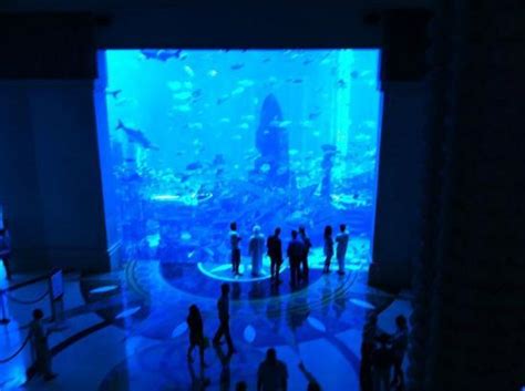 Aquarium - Picture of Atlantis, The Palm, Dubai - Tripadvisor