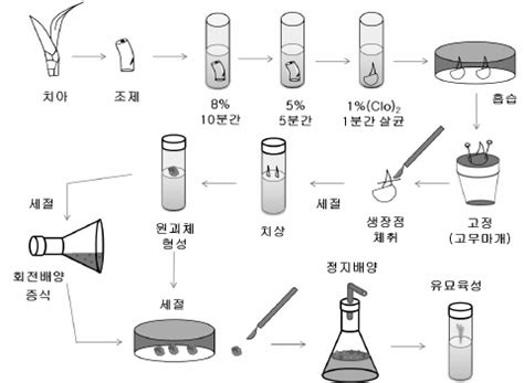 Meristem culture process in Cymbidium plants | Download Scientific Diagram