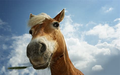 Imagini de fundal : nori, cap, iapă, animale vertebrate, coamă, cal cum ar fi mamifer, armăsar ...