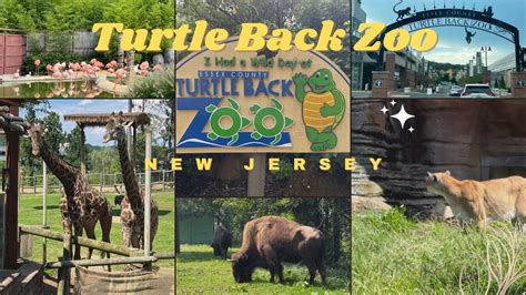 Turtle Back Zoo Full Tour Essex County New Jersey | Animals - YouTube