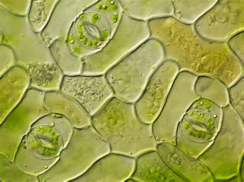 Stomata In Leaf