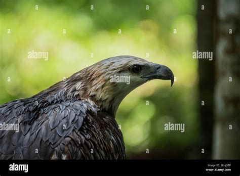 Animal, Davao, Philippines Stock Photo - Alamy