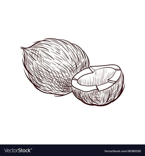 Drawing coconut Royalty Free Vector Image - VectorStock