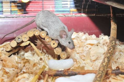 Tips for Setting Up a Cage for Pet Mice: From Bedding to Supplies ...