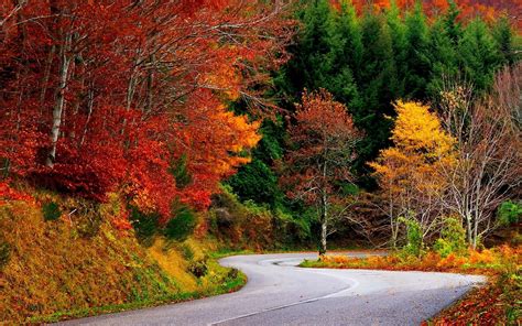 nature, Landscape, Fall, Road, Trees, Forest, Colorful Wallpapers HD ...