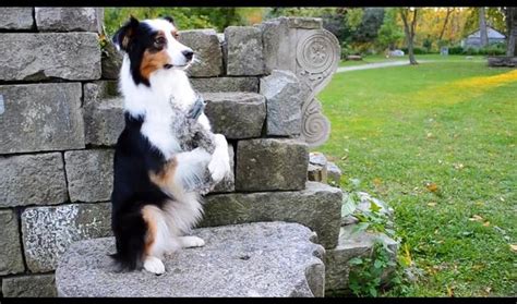 Patient puppy training the original source | Dog training, Australian shepherd, Australian ...