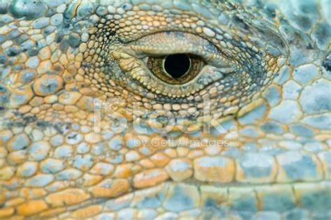 Iguana Eye Stock Photo | Royalty-Free | FreeImages