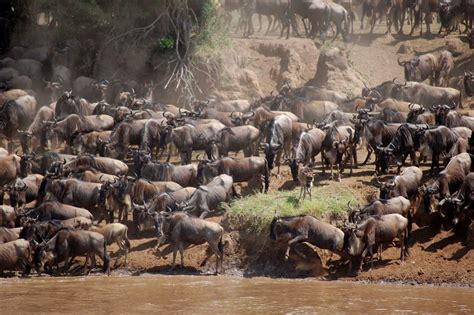 Serengeti Wildebeest Migration Safari 9-Day - Tanzania Magic Tours