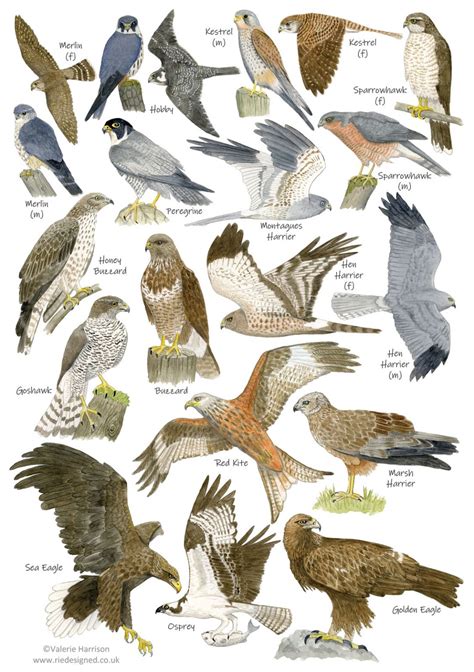 British Birds of Prey Identification A5 Card Postcard, Art Print