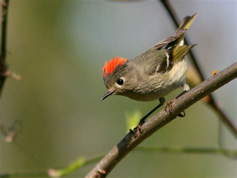 Ruby Crowned Kinglet Range