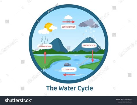 18,427 Trees Water Cycle Images, Stock Photos & Vectors | Shutterstock