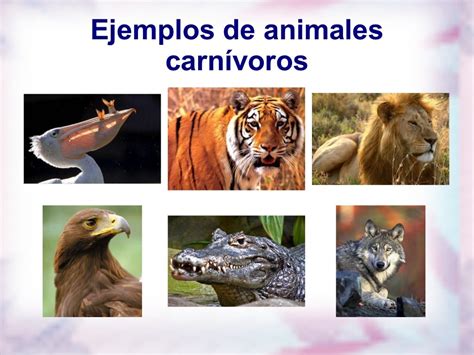 CARNIVOROS, HERVIBOROS, OMNIVOROS