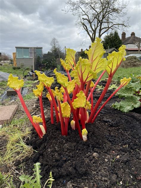 How to grow organic rhubarb and cook it – the tastiest around! | Jack ...