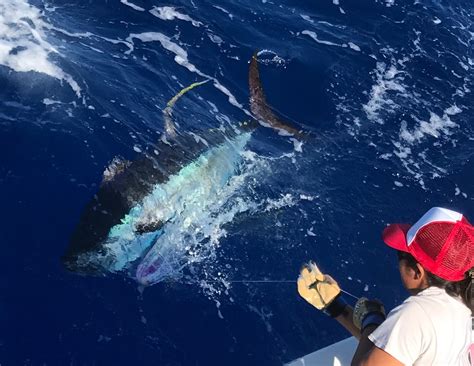 Gallery | Hawaiian Sportfishing Charters