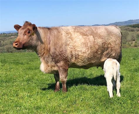 Volume 6, #1, Shorthorns: What is in a Name? — The Shorthorn Bulletin