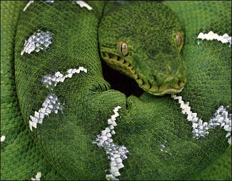 Top 10 “Green” Animals | Animal Planet