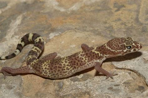 Texas Banded Gecko Facts and Pictures | Reptile Fact