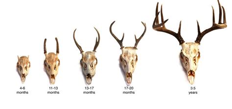 17 Best images about Antlers on Pinterest | Horns, Deer heads and Deer horns