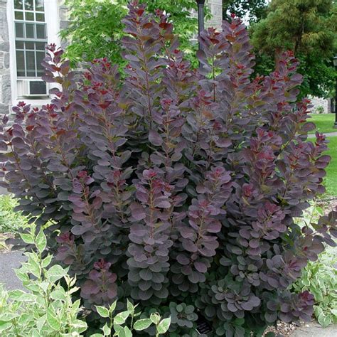 Royal Purple Smoke Tree - PlantingTree