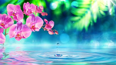 Picture Orchid Flowers Water 1920x1080