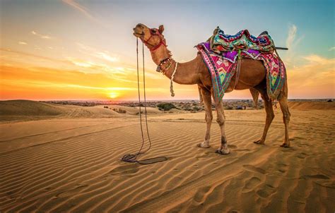 Camel Wallpapers - 4k, HD Camel Backgrounds on WallpaperBat