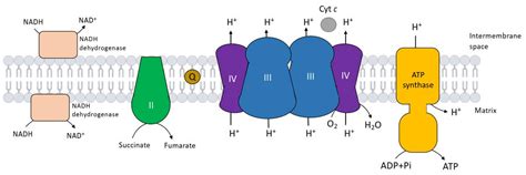 IJMS | Free Full-Text | Assembly of the Multi-Subunit Cytochrome bc1 ...