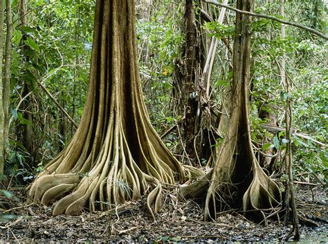 Buttress Roots On Unidentified Tree Photograph by Dr Morley Read