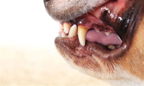 Healthy Dog Gums vs Unhealthy | Northgate Vet