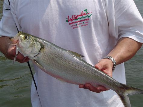 Skipjack Herring - East Tennessee Fishing