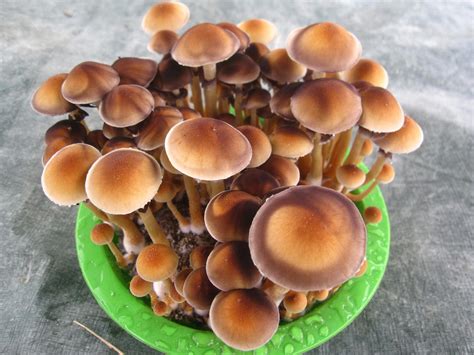 Mushrooms in a hookah - The Psychedelic Experience - Shroomery Message Board