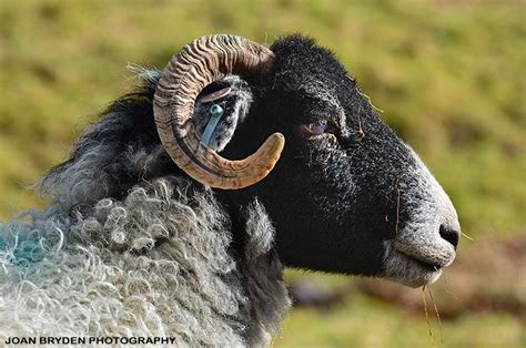 Swaledale Sheep | Sheep breeds, Sheep paintings, Sheep