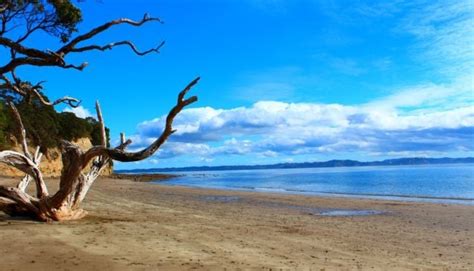 Top 10 Auckland Beaches