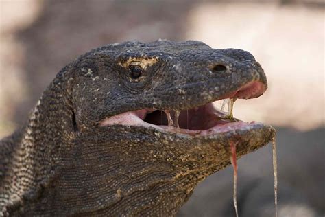 12 Surprising Facts About Komodo Dragons