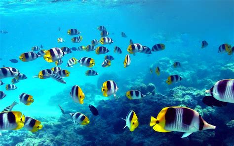 fish, Fishes, Underwater, Ocean, Sea, Sealife, Nature Wallpapers HD / Desktop and Mobile Backgrounds