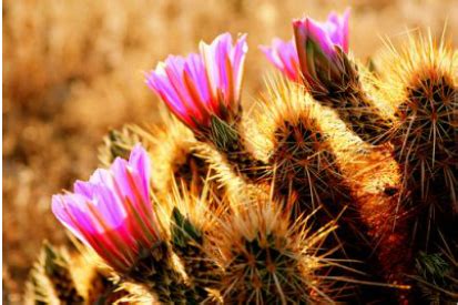 Desert Scrub Biome - Welcome to bAUMAN-NATION