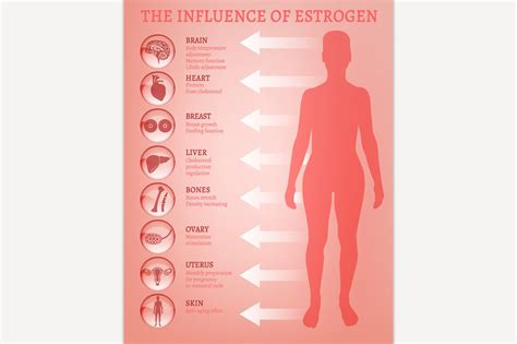 Estrogen effects Infographic | Education Illustrations ~ Creative Market