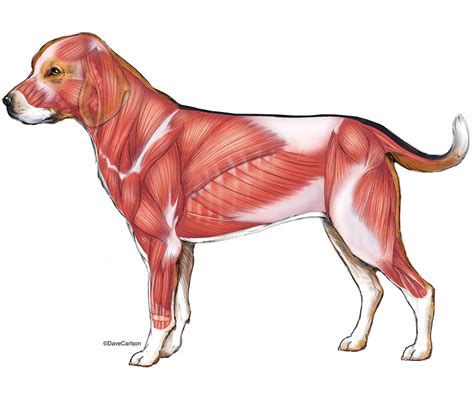 Dog Muscular Anatomy