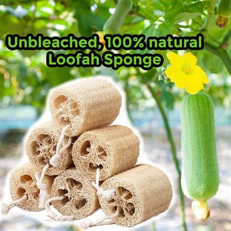 Luffa Sponge - Etsy