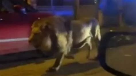 Lion causes terror as it prowls the streets freely after escaping from circus - World News ...