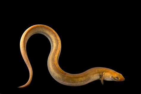 European eel, facts and photos