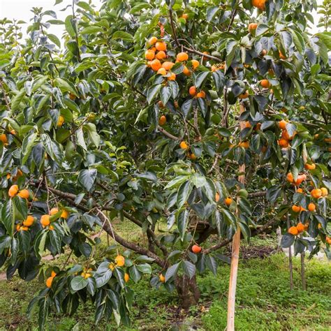 National Plant Network 2.25 Gal. Deciduous Native Persimmon Tree HD7100 ...