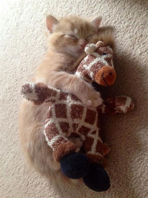 These 201 Pictures Of Adorable Pets Sleeping With Toys Will Be Too Much ...