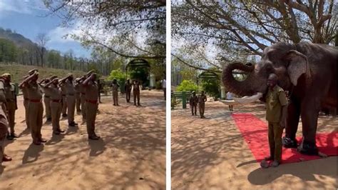 tamil nadu kumki elephant kaleem retires receives guard of honour. Kumki elephant Kaleem, who ...