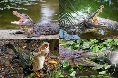 Alligator Vs Crocodile Vs Caiman Vs Gharial [UPDATED]